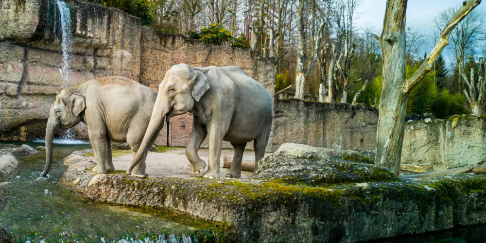 Elephants in zoo